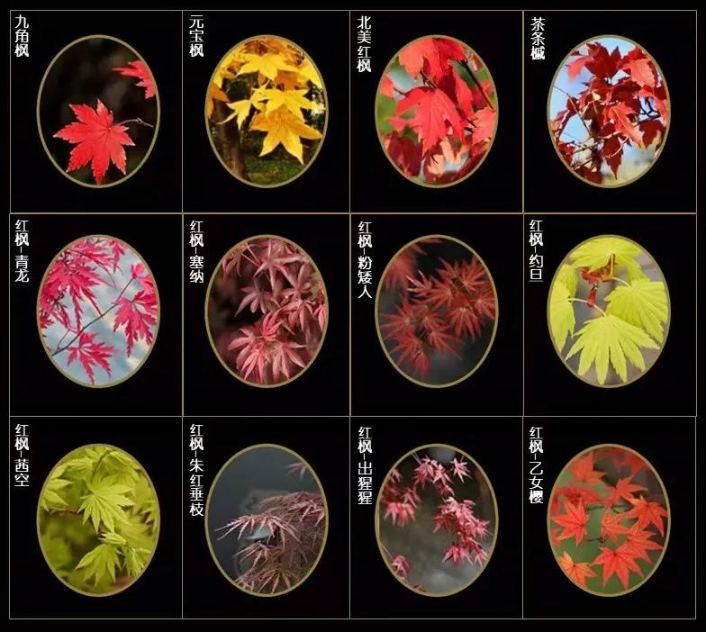 礼序东方 盛京游园 | 沈阳万科·胤樾-108