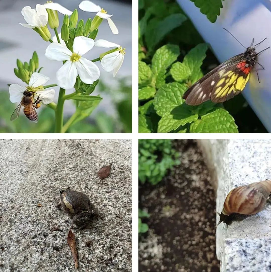 香港KFarm · 高科技农场的绿色奇迹丨中国香港丨陈启豪等-51