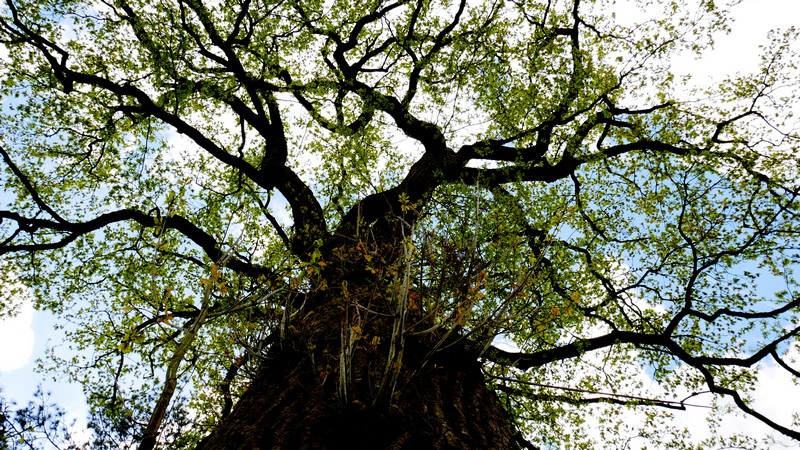 Le jardin des rochers（岩石花园）丨法国-49