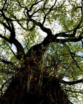 Le jardin des rochers（岩石花园）丨法国