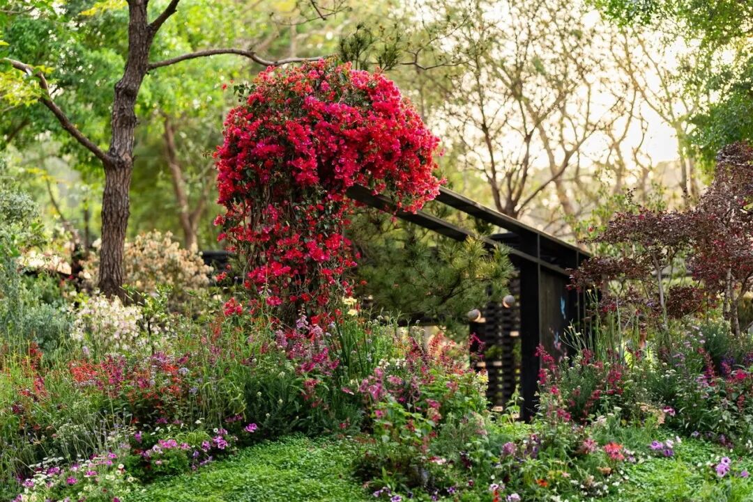 绮云书香|2024粤港澳大湾区花展宝安区城市花园-32