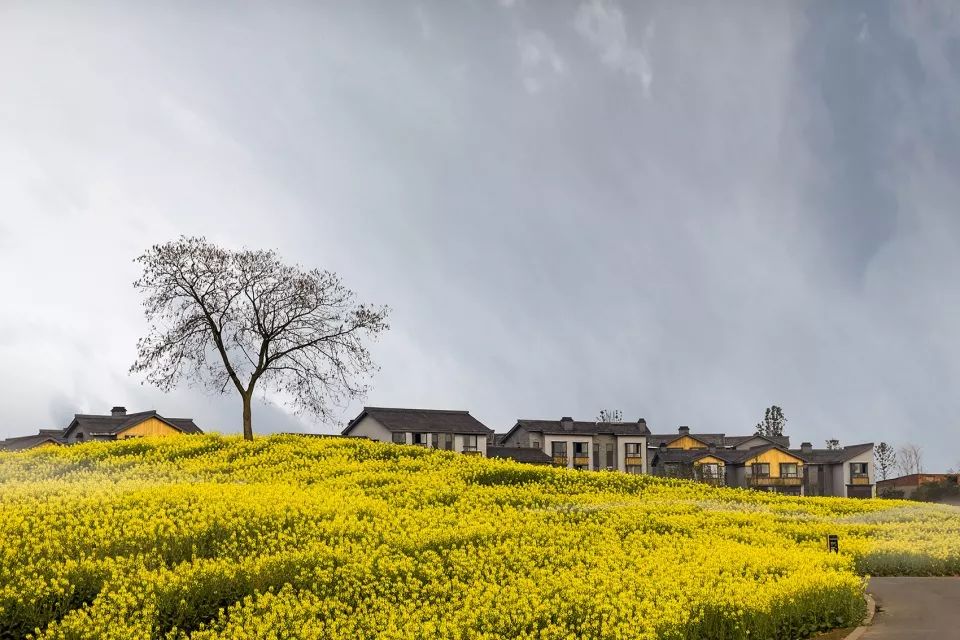 天府新兴·和盛田园东方 | 川西林盘上的城乡融合实验-0