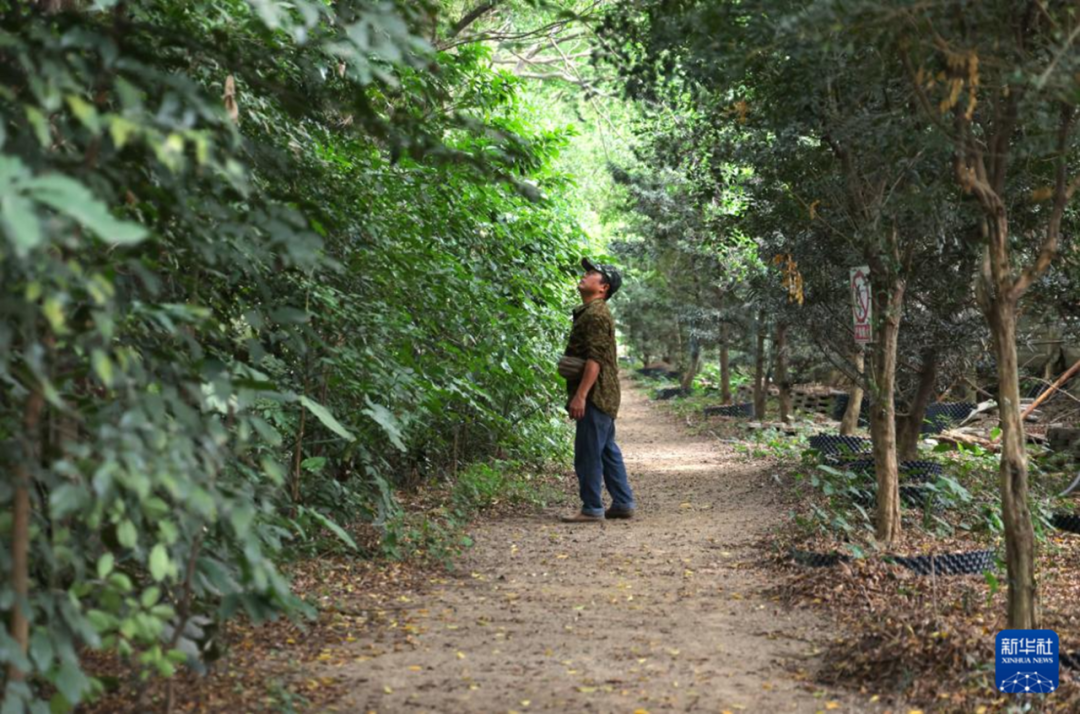 顺德鹭鸟湿地片区景观规划丨中国佛山丨AECOM-5