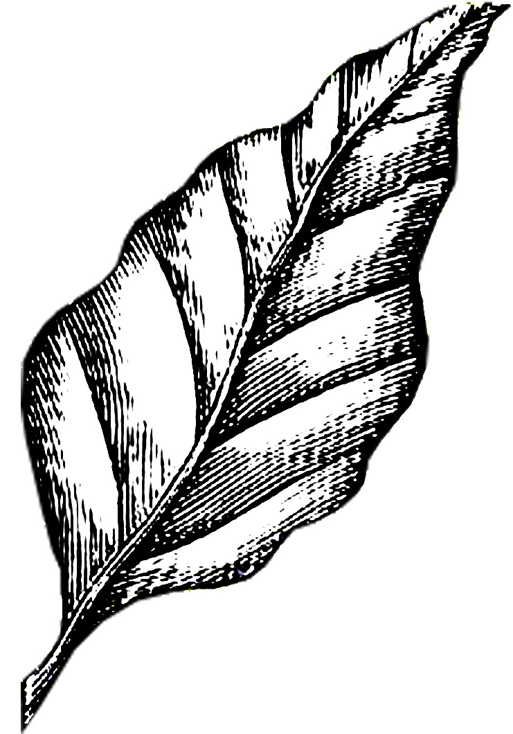 蒙特利尔叶脉广场，加拿大 / NIPPaysage-42