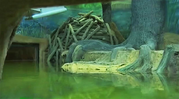 Воронеже 之「Дом бобра」建设丨Аква Лого инжиниринг-10