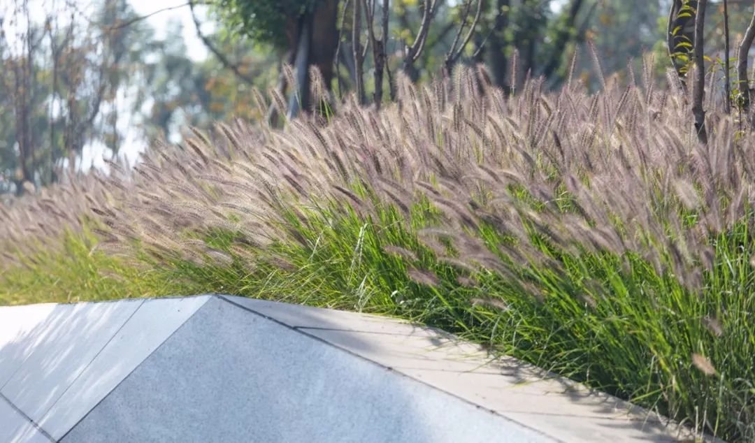 两江悦来生态城中心广场 | 海绵城市设计典范-33