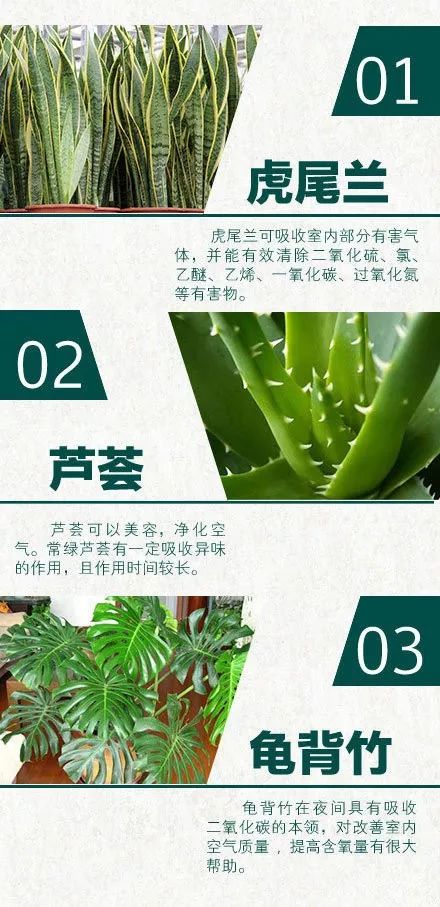 24 种天然空气净化器 家居绿植摆放设计指南-1