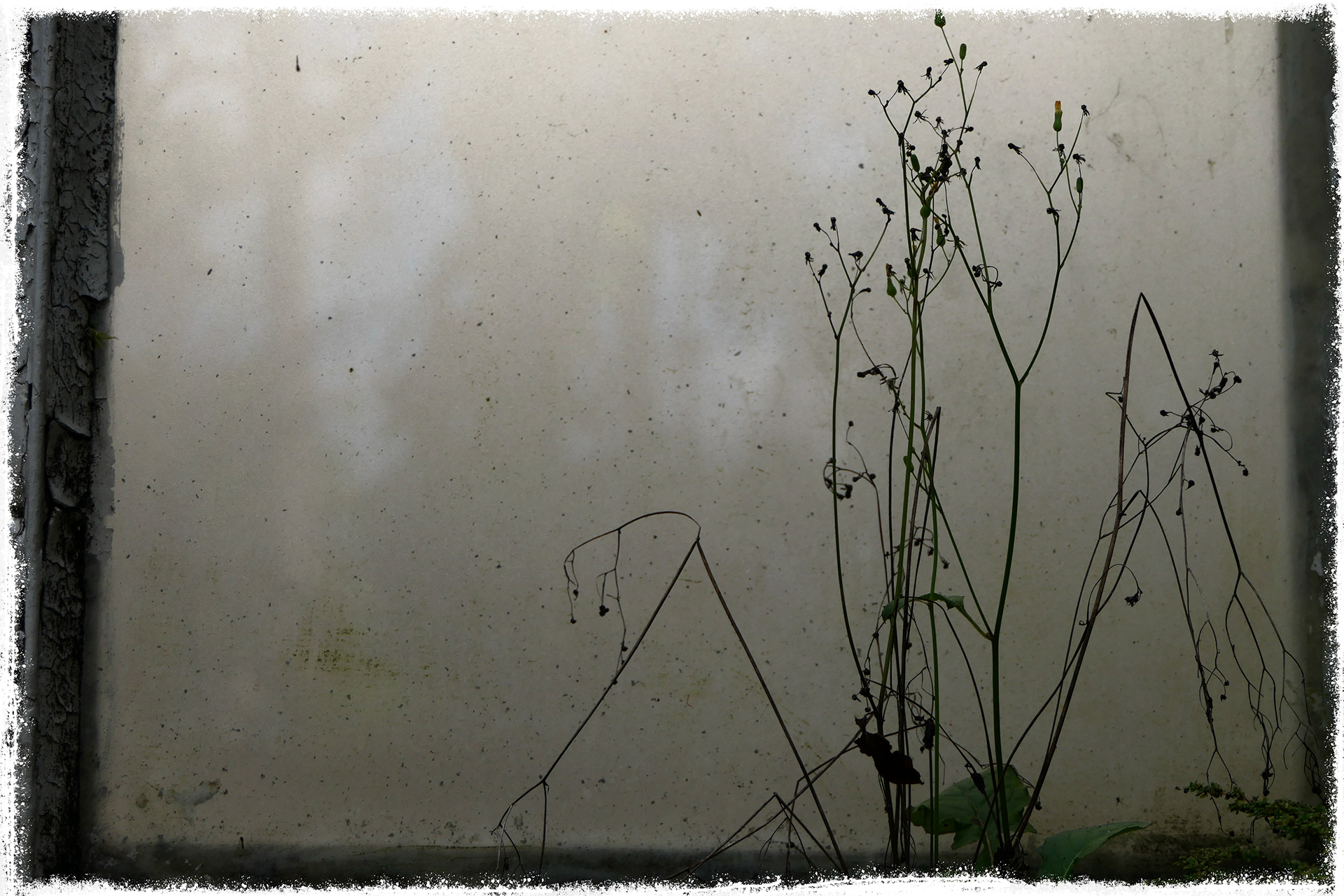 Old Greenhouse-6
