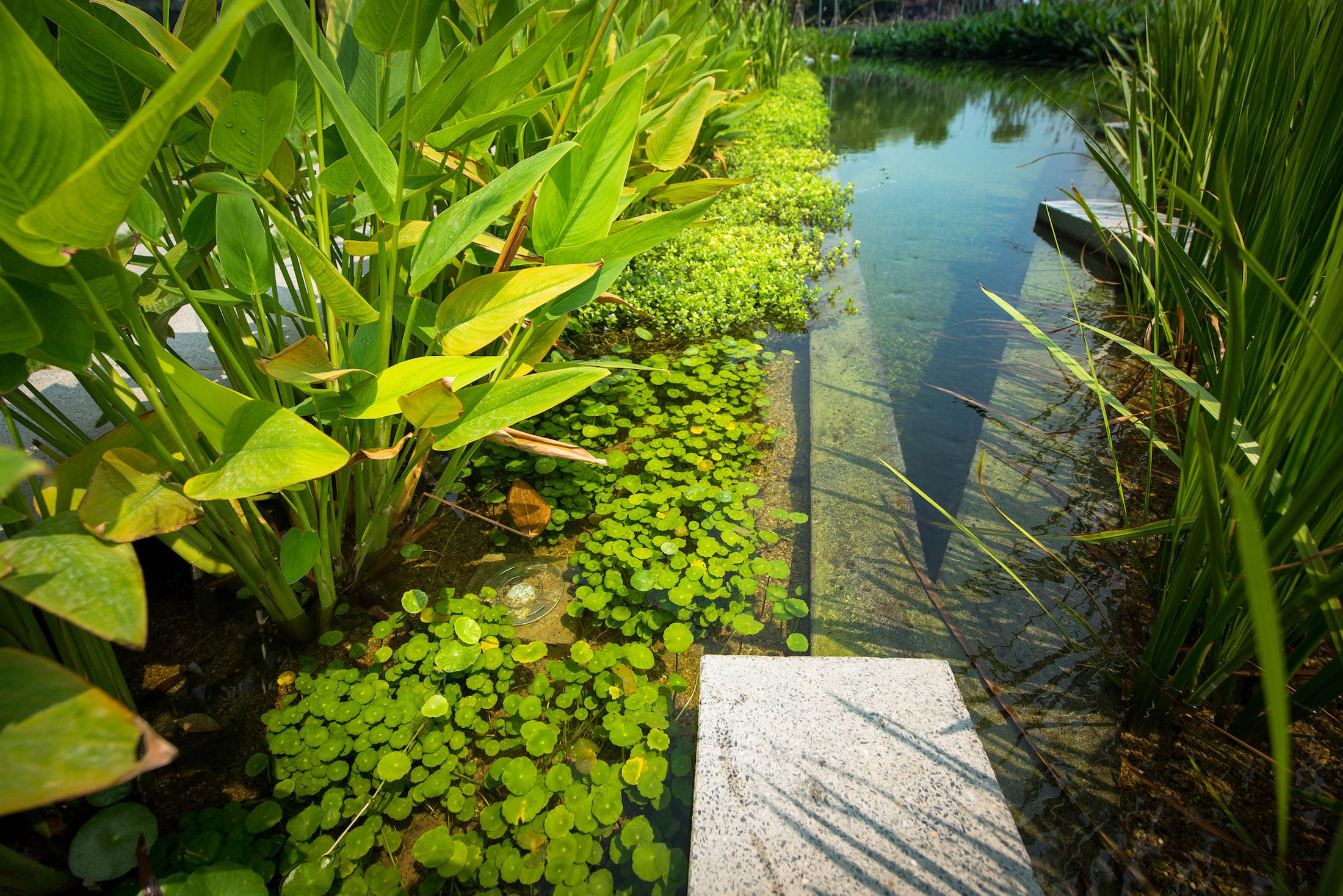 暹罗水泥集团曼谷新总部-6