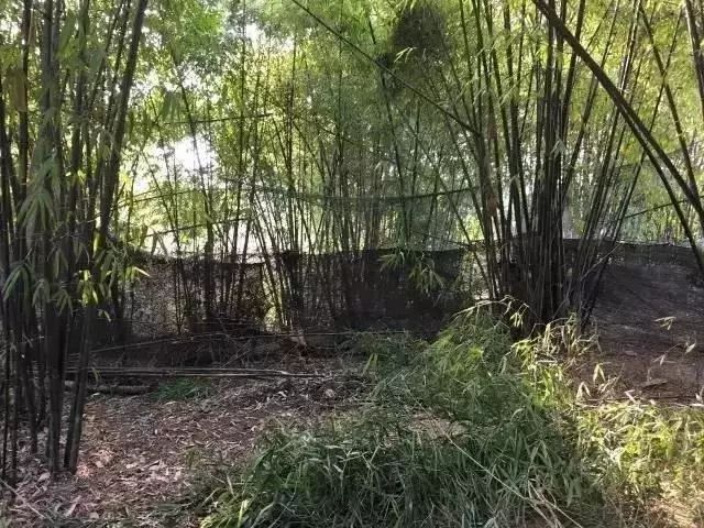 她徒手爆改废弃院子，三人一猫一狗，过着最诗意的生活！-39