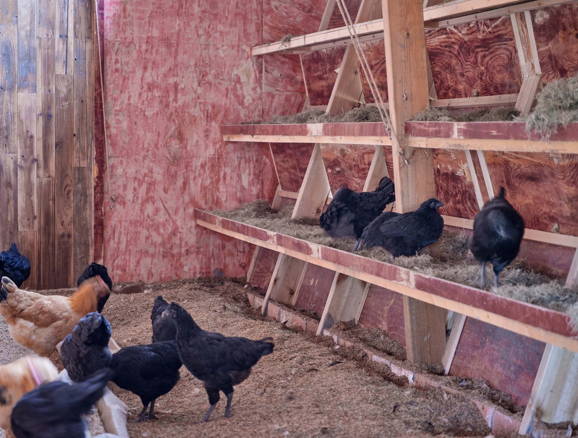 Næra Hotel 新型鸡舍设计丨Leeko Studio-22