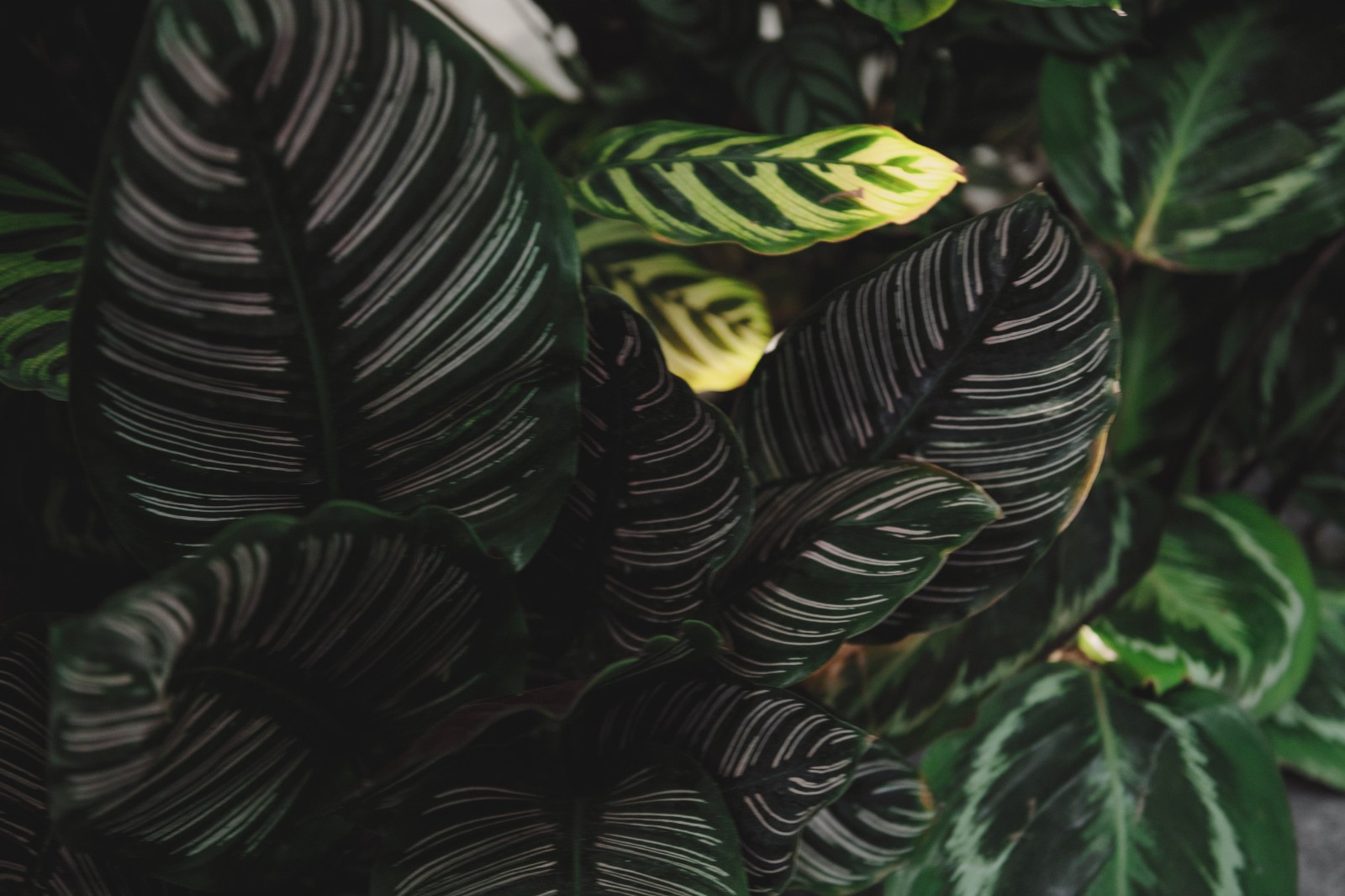 深圳华侨城香山里私宅-13