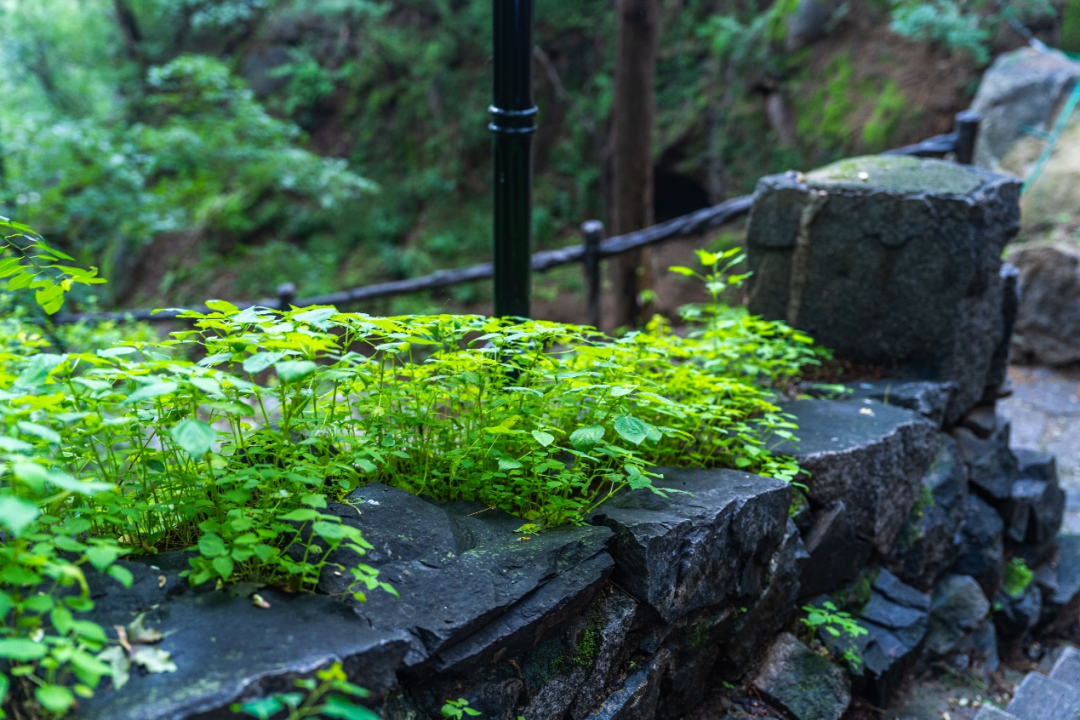 “百年中法友谊的见证者”——北林地景助力贝家花园焕新开放-53