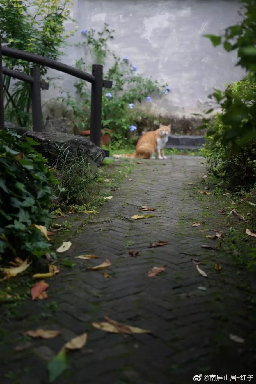 辞去工作,历时7个月,他们过上了有院子,有诗和远方的生活-53