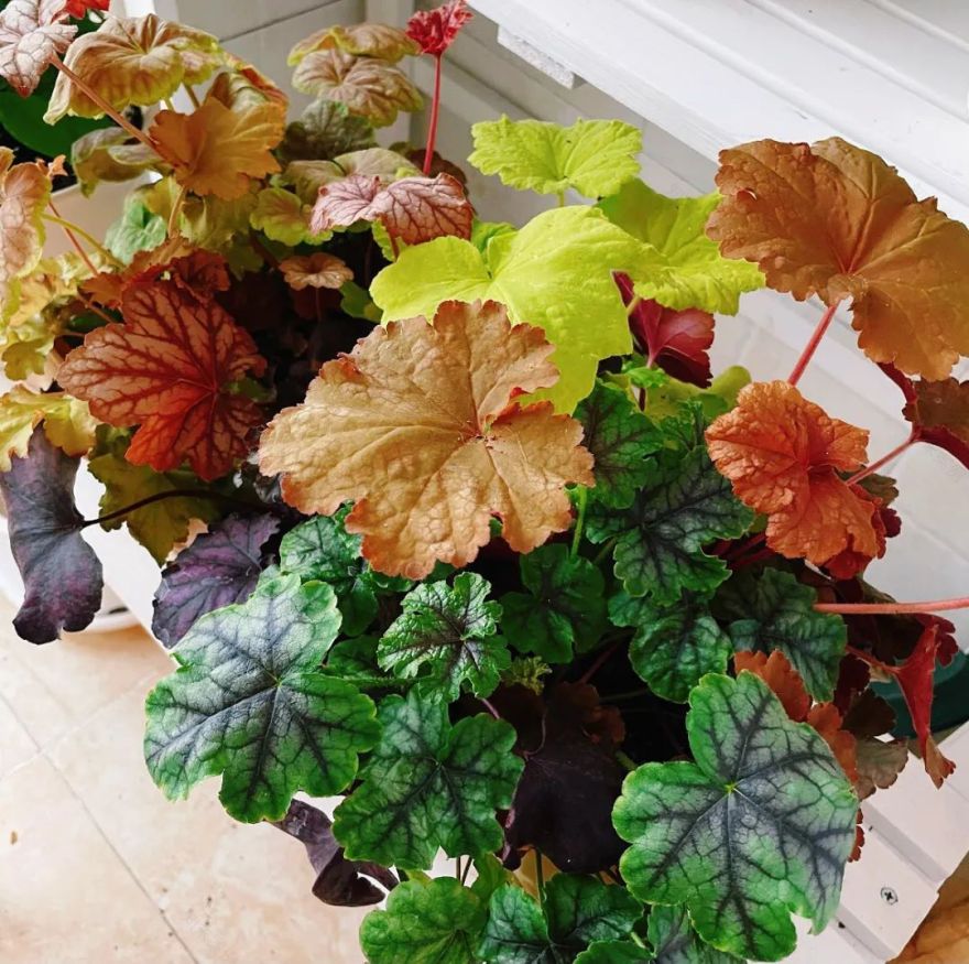 一个没有花的花园,全是绿植的高颜值花园改造,太美了-26