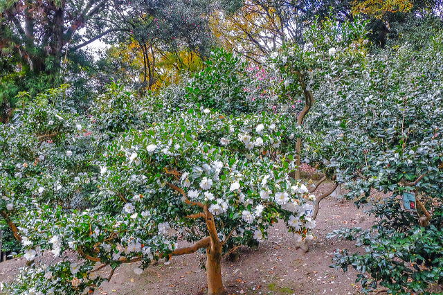 名古屋市东山动植物园之植物园丨日本爱知-25