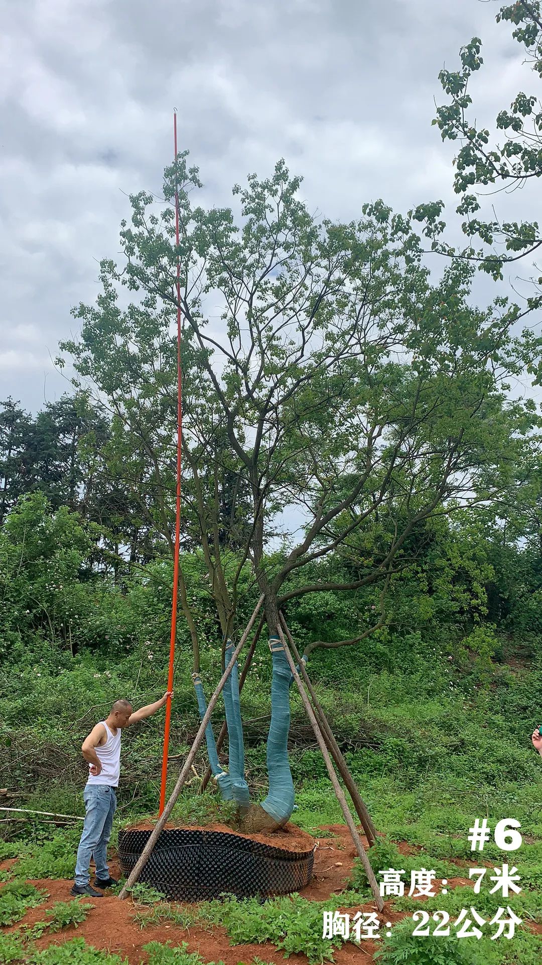 湖南衡阳 148 棵精品乌桕景观设计丨中国衡阳丨看见景观-10