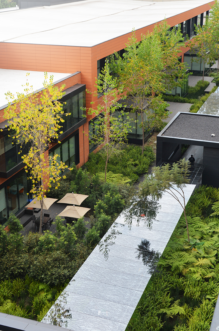 Coyoacán公司校园-15