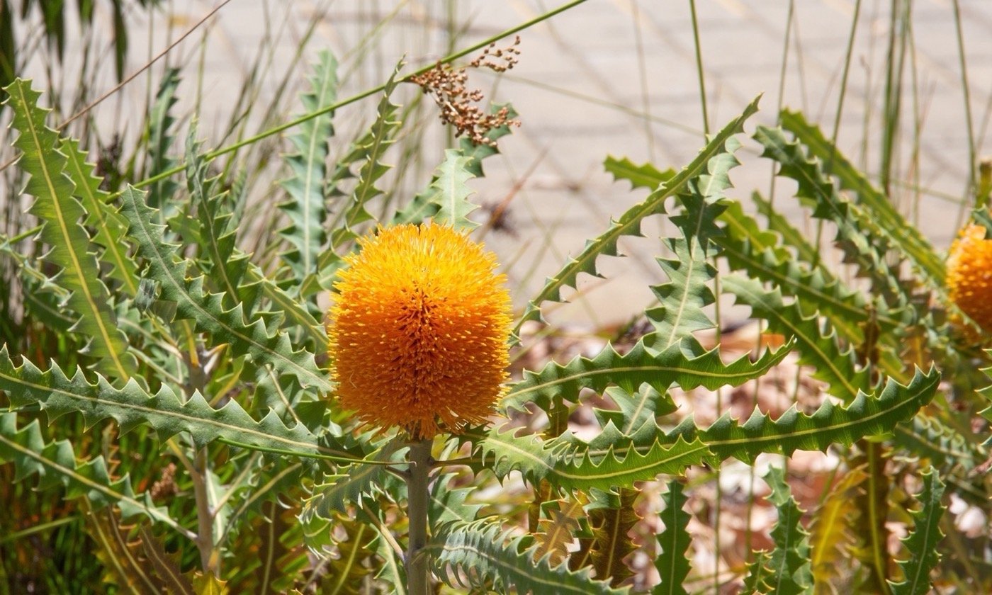 澳大利亚 Bilya Marlee 土著研究学院丨UDLA-20