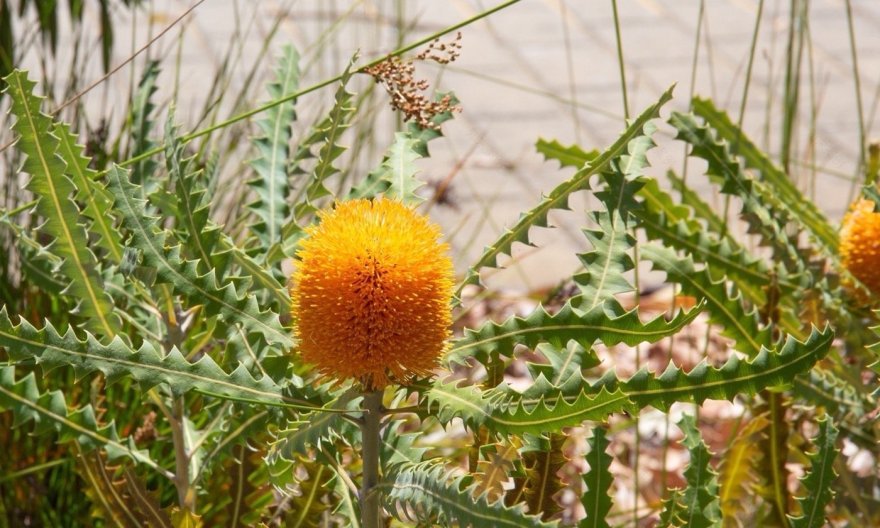 澳大利亚 Bilya Marlee 土著研究学院丨UDLA-20