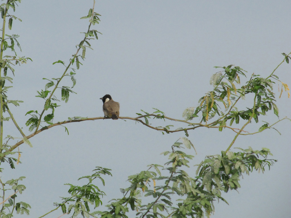 卡塔尔基金会总部·绿色生态的空中花园-8