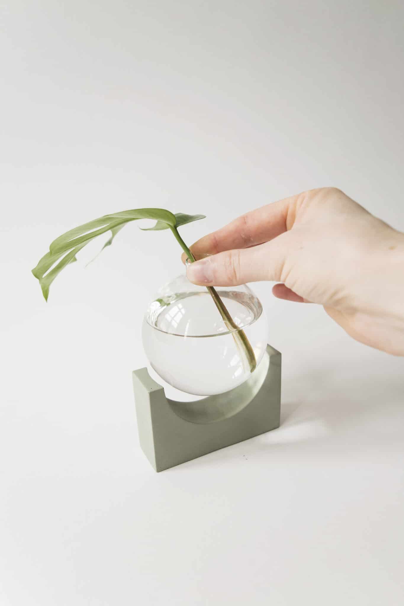 植物剪切新时尚 | 比利时 House Raccoon 设计的水晶 propagation station-8