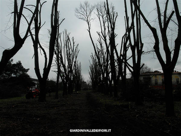 历史公园改造-12