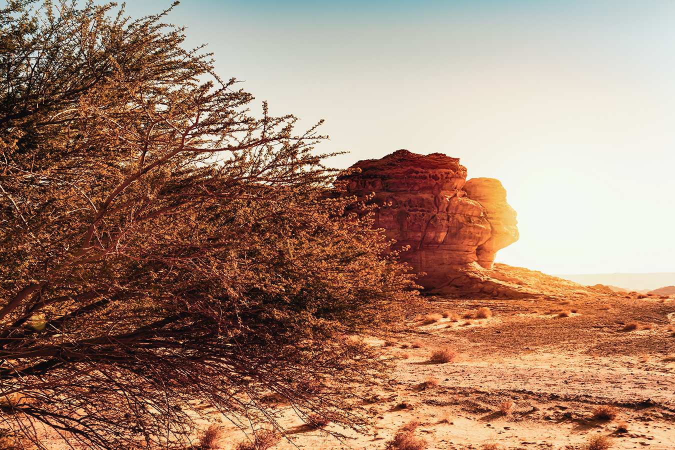 Face Rock 景观设计丨沙特阿拉伯-4