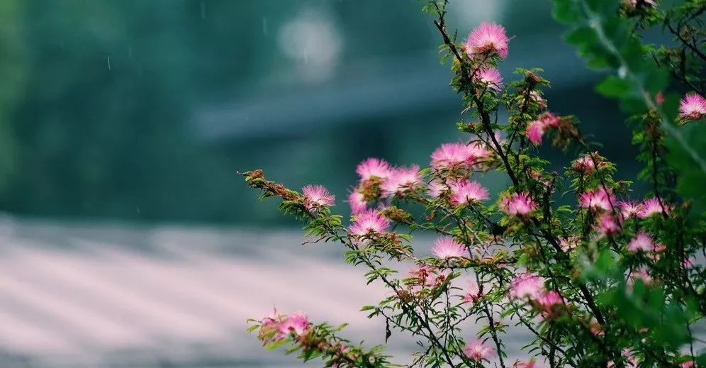 空中花园的粉紫色浪漫 | 乐梵造园的秋韵花境改造-2