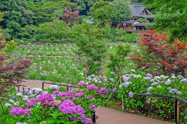 本土寺庭园等景观-20