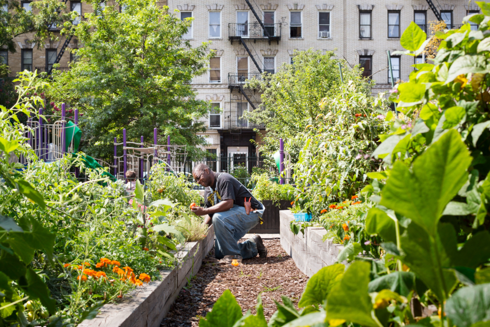
          103rd Street Community Garden - SCAPE      -5