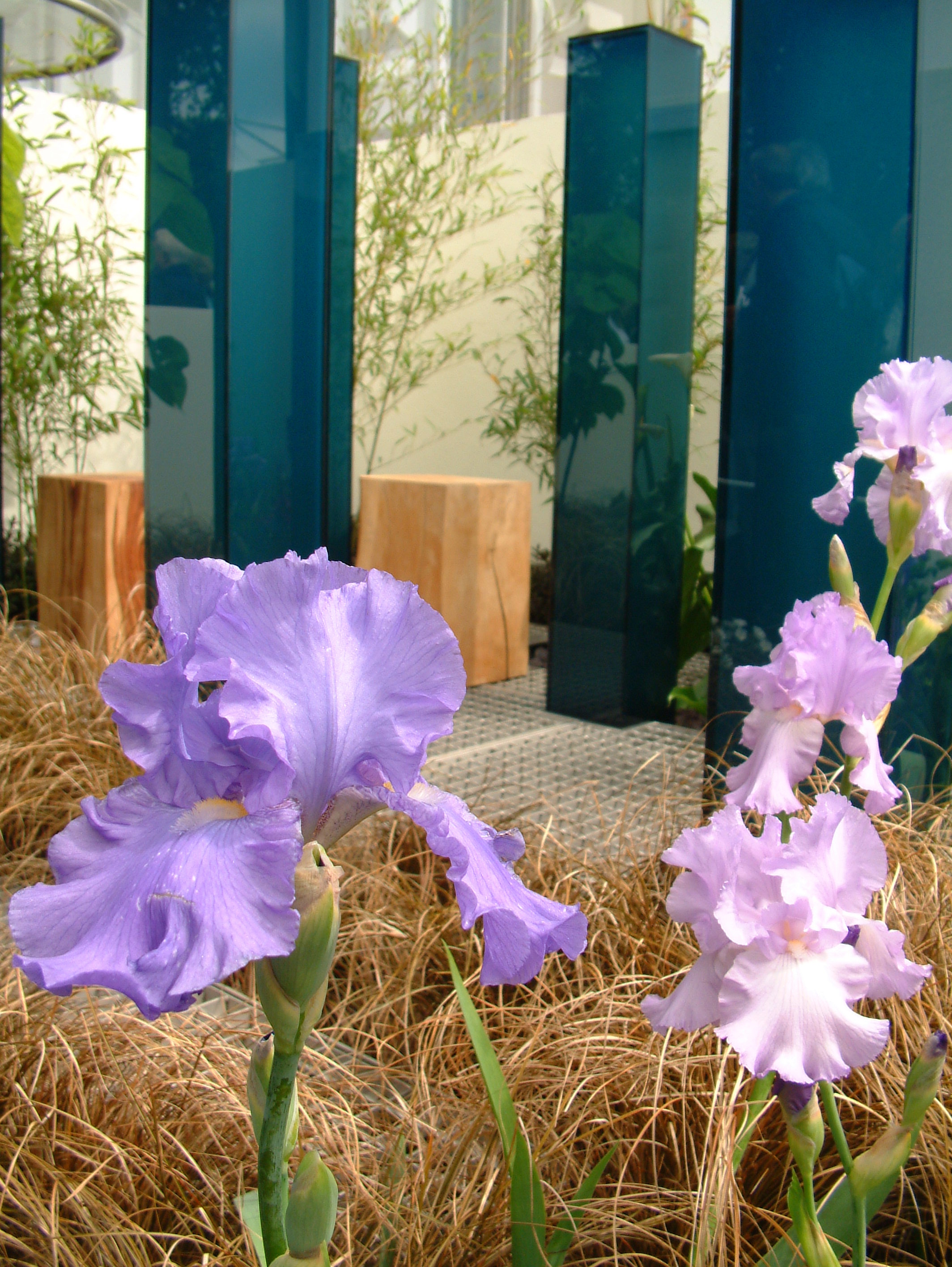 Chelsea Flower Show 2003 - Transcendence Silver Guilt-5