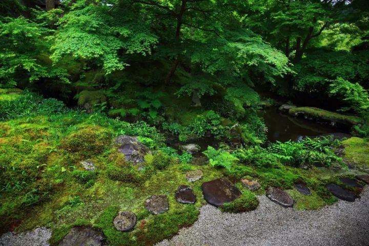 庭院满青苔,极美!-68