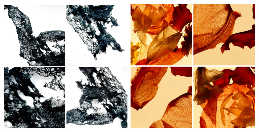 生物材料“biobox” | 环保创新设计-56