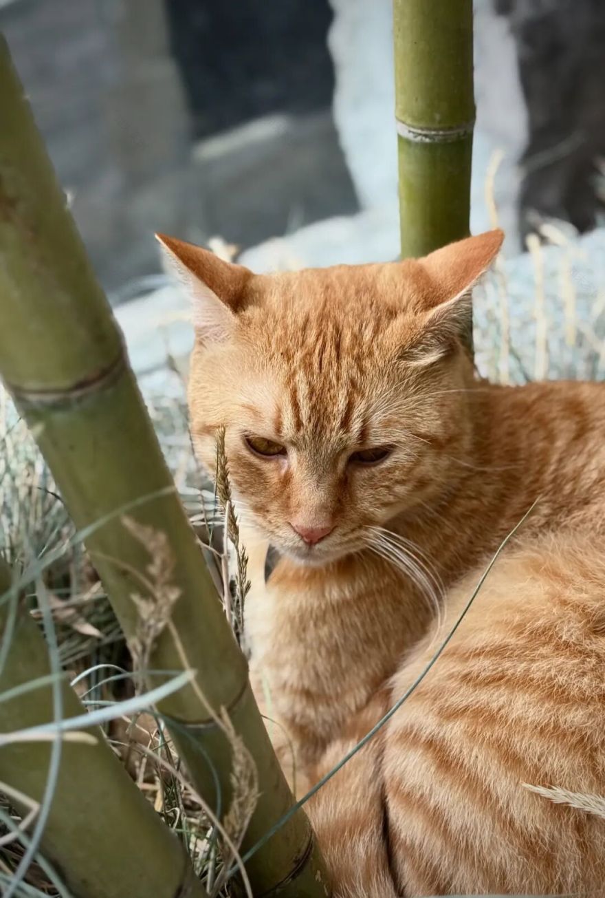 有物设计|一场穿越时空的“神仙游园会”-58