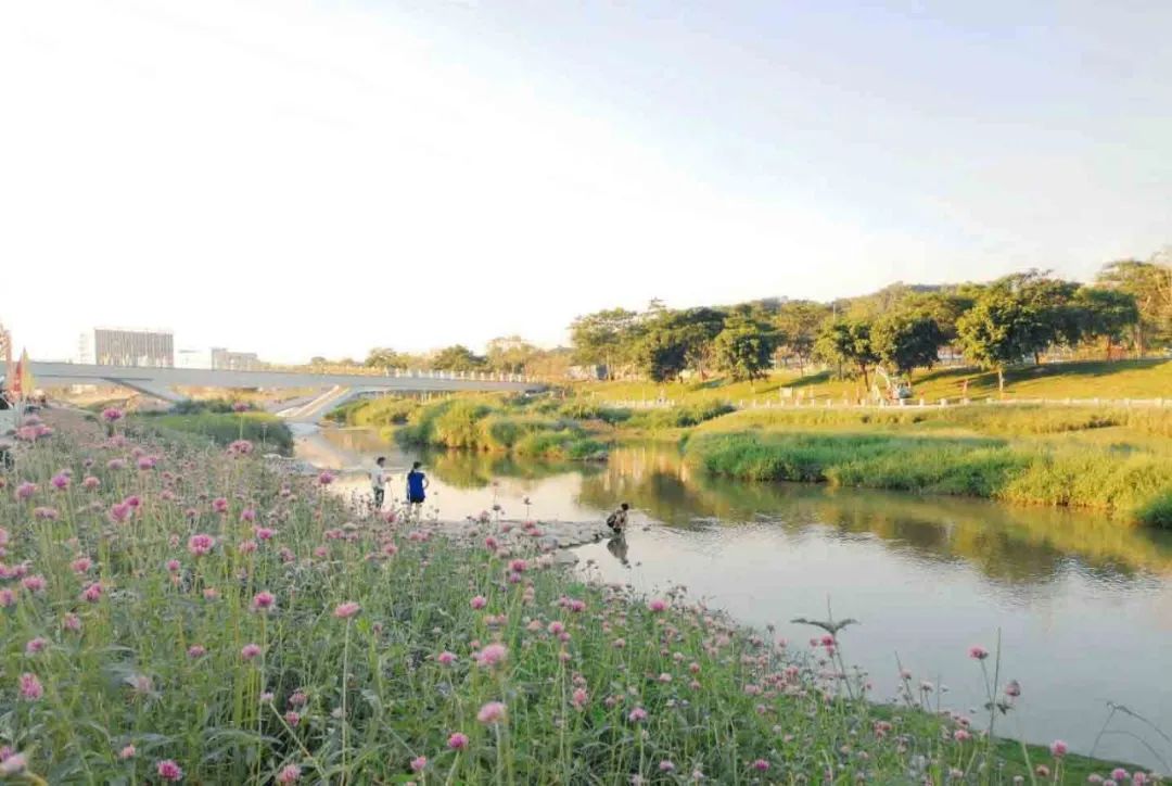 茅洲河碧道·光明段生态修复试点-70