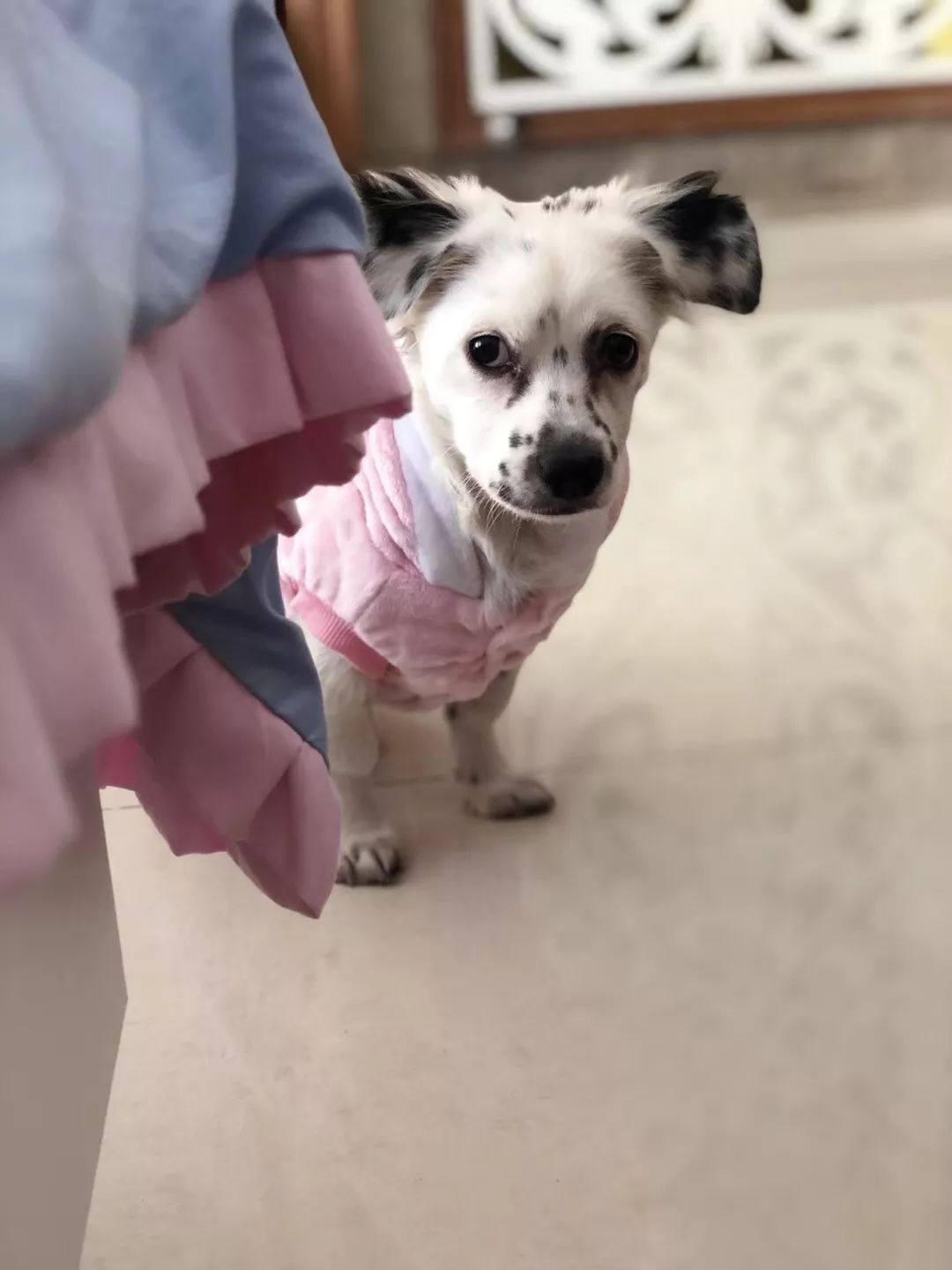 温暖 ENJOY | 从流浪狗到办公室宠儿的感人故事-35