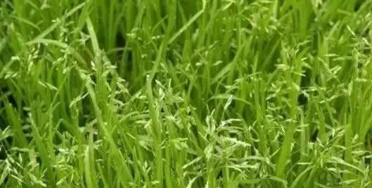 私家花园草坪种植与养护攻略-41