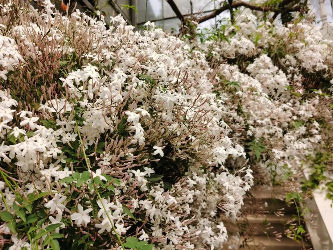 三棵树庄园 | 摄影家的心灵秘境-42