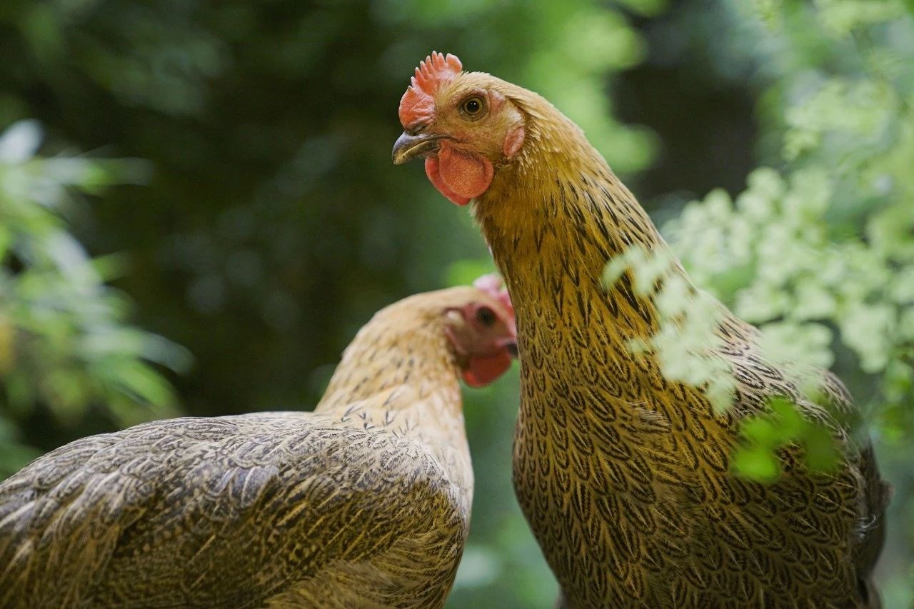 自然派禅意空间 | 90 后男生 30 万打造 4 层别墅“美丽仙境”-51