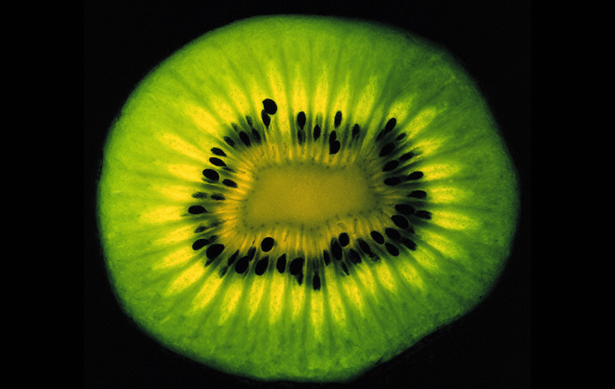 仿生分析·贾丝廷娜作品集丨justina（负责全流程）-1