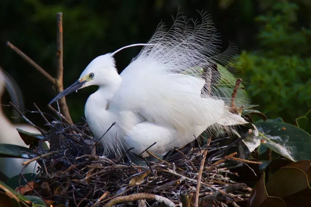 废弃庄园变鹭鸟天堂 | 400㎡中式宅院与 30 亩森林的共生设计-26