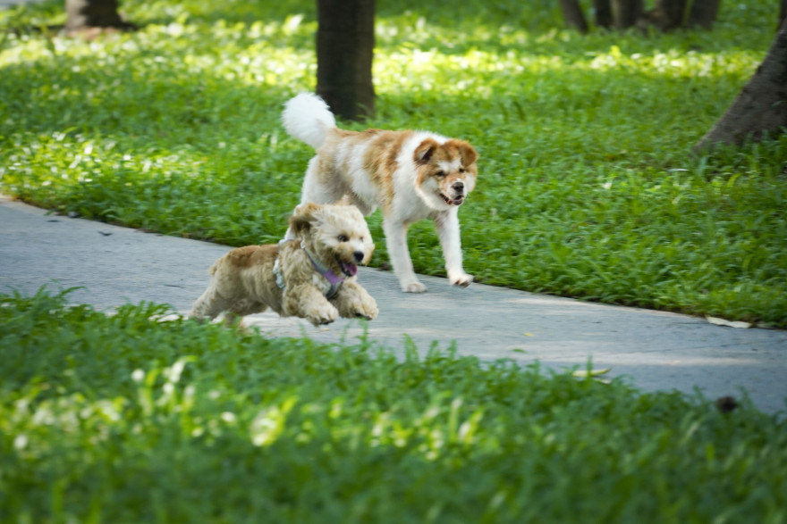 深圳市罗湖泥岗东路宠物友好口袋公园丨中国深圳丨深圳市未名设计顾问有限公司罗湖分公司(WMLA)-50