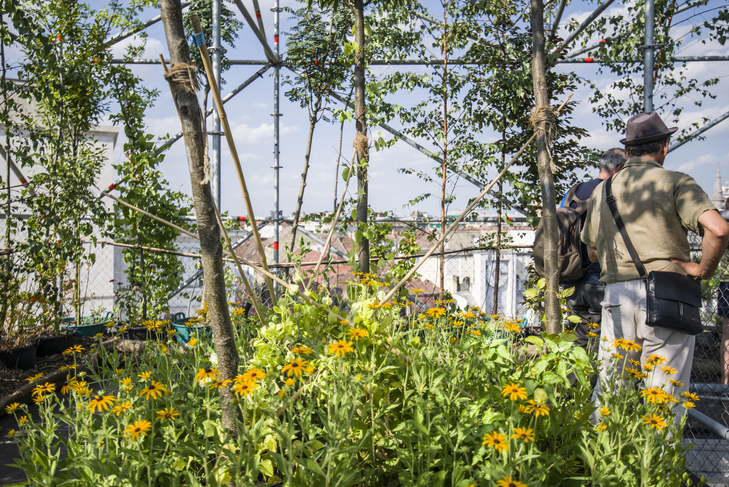 罗马尼亚蒂米什瓦拉垂直绿化奇迹-18