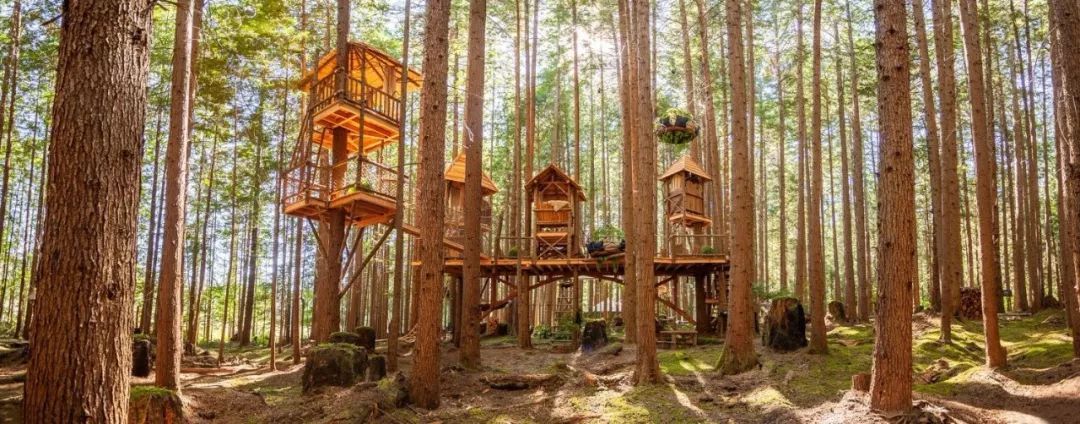 树屋大师 Pete Nelson | 从副业到树屋帝国的蜕变-26