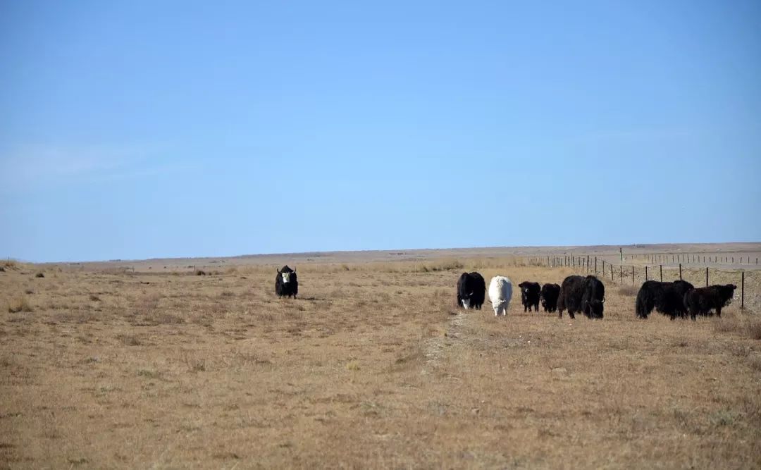 西安-- 甘肃-- 青海-- 西藏-- 云南环游之旅 | 诗和远方的田野-56