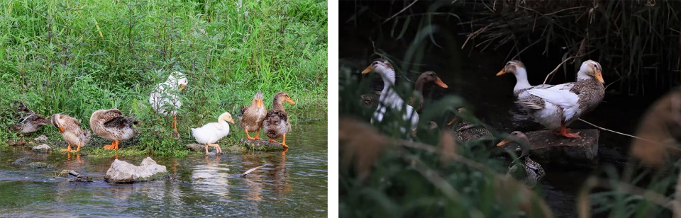 怀柔渤海镇栗花溪谷风景道提升设计丨中国北京丨九源(北京)国际建筑顾问有限公司-161