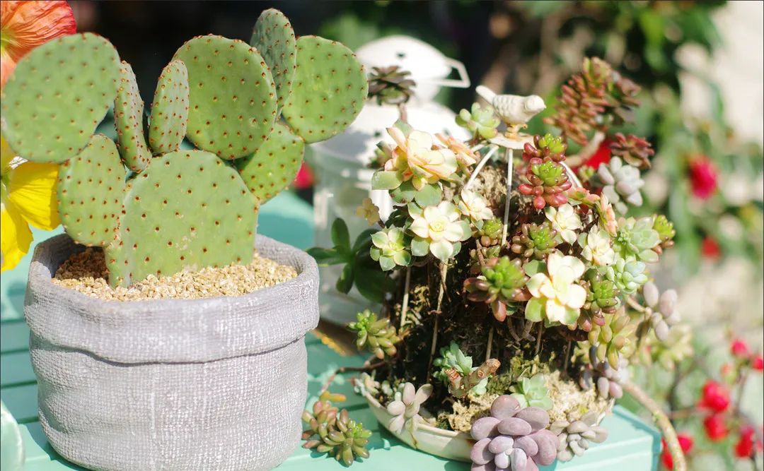 疫情下的自然憧憬 | 打造属于自己的一方花园天地-47