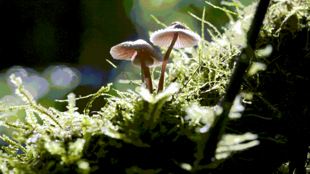 墨脱自然中心数字交互展项-28