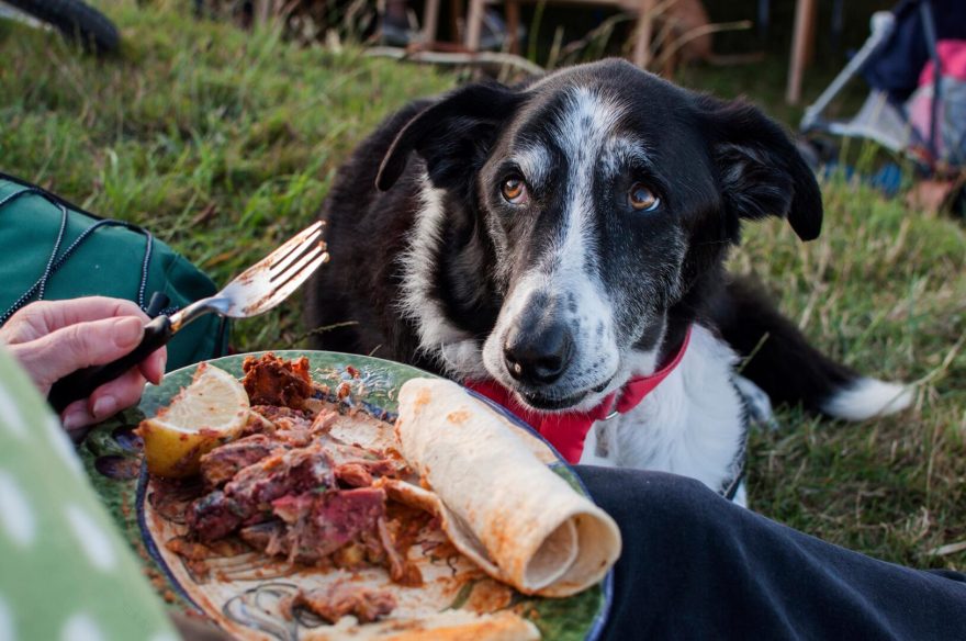 The Hidden Hut(隐藏小屋餐厅)丨英国-33